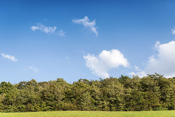 포토 JPG 주간 나무 구름 여행 자연 하늘 한국 풍경 사람없음 야외 가을풍경 가을 서산 국내포토 자연요소 식물 계절 아시아 충청남도 생태계 파일형식 가을_계절