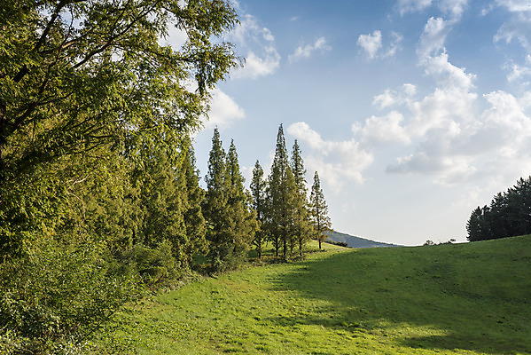 포토 JPG 주간 나무 구름 여행 자연 하늘 한국 풍경 사람없음 야외 가을풍경 가을 서산 국내포토 자연요소 식물 계절 아시아 충청남도 생태계 파일형식 가을_계절