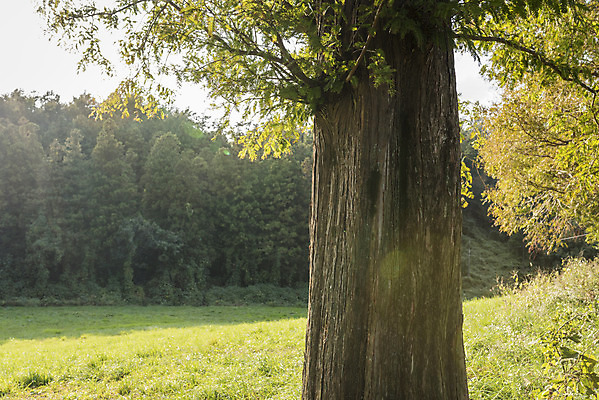포토 JPG 주간 나무 여행 자연 한국 풍경 사람없음 야외 가을풍경 가을 기둥 서산 국내포토 자연요소 식물 계절 건축 아시아 충청남도 생태계 파일형식 가을_계절