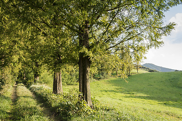 포토 JPG 주간 나무 여행 자연 한국 풍경 사람없음 야외 가을풍경 가을 기둥 서산 국내포토 자연요소 식물 계절 건축 아시아 충청남도 생태계 파일형식 가을_계절