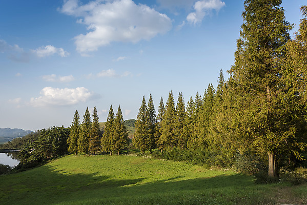 포토 JPG 주간 나무 구름 여행 자연 하늘 한국 풍경 사람없음 야외 가을풍경 가을 서산 국내포토 자연요소 식물 계절 아시아 충청남도 생태계 파일형식 가을_계절