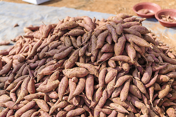 포토 JPG 주간 여행 자연 한국 풍경 사람없음 야외 쌓기 가을풍경 여러개 수확 가을 고구마 서산 국내포토 자연요소 계절 아시아 다수 농업 모션 뿌리채소 충청남도 생태계 파일형식 가을_계절