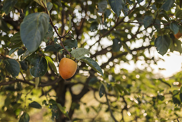 포토 JPG 주간 나무 여행 자연 한국 감 풍경 사람없음 야외 가을풍경 가을 감나무 서산 국내포토 자연요소 식물 계절 아시아 과일 충청남도 생태계 파일형식 가을_계절