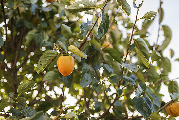 포토 JPG 주간 나무 여행 자연 한국 감 풍경 사람없음 야외 가을풍경 가을 감나무 서산 국내포토 자연요소 식물 계절 아시아 과일 충청남도 생태계 파일형식 가을_계절