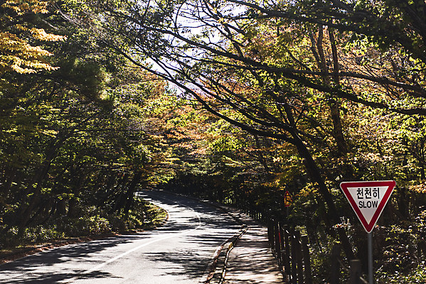 포토 JPG 주간 나무 도로 여행 단풍 자연 단풍나무 한국 풍경 사람없음 야외 관광지 제주도 가을 표지판 숲 교통안전 데크 한라산 국내여행 제주도여행 국내포토 자연요소 식물 계절 아시아 길 잎 교통시설 산 알림판 안전 생태계 파일형식