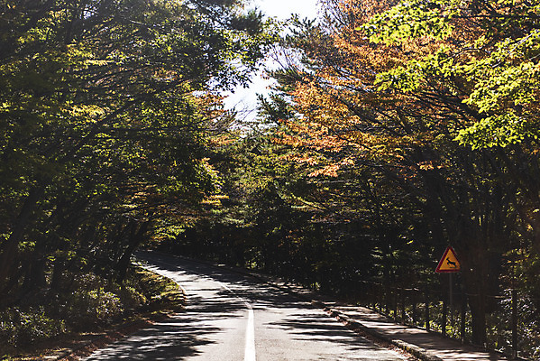포토 JPG 주간 나무 도로 여행 단풍 자연 단풍나무 한국 풍경 사람없음 야외 관광지 제주도 가을 숲 데크 한라산 국내여행 제주도여행 국내포토 자연요소 식물 계절 아시아 길 잎 교통시설 산 생태계 파일형식
