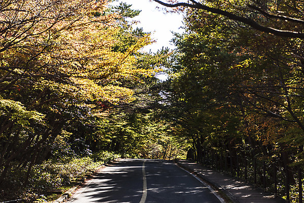 포토 JPG 주간 나무 도로 여행 단풍 자연 단풍나무 한국 풍경 사람없음 야외 관광지 제주도 가을 숲 데크 한라산 국내여행 제주도여행 국내포토 자연요소 식물 계절 아시아 길 잎 교통시설 산 생태계 파일형식