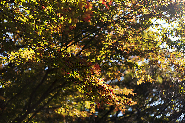 포토 JPG 주간 나무 여행 단풍 자연 단풍나무 한국 풍경 사람없음 야외 관광지 제주도 가을 숲 한라산 국내여행 제주도여행 국내포토 자연요소 식물 계절 아시아 잎 산 생태계 파일형식