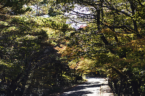 포토 JPG 주간 나무 도로 여행 단풍 자연 단풍나무 한국 풍경 사람없음 야외 관광지 제주도 가을 숲 데크 한라산 국내여행 제주도여행 국내포토 자연요소 식물 계절 아시아 길 잎 교통시설 산 생태계 파일형식