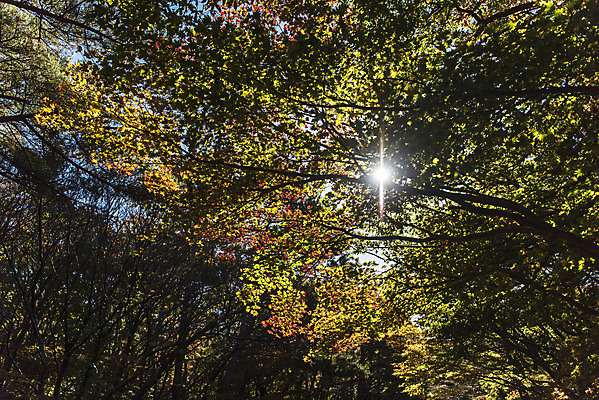 포토 JPG 주간 나무 로우앵글 여행 단풍 자연 단풍나무 한국 풍경 사람없음 야외 관광지 햇빛 제주도 가을 숲 한라산 국내여행 제주도여행 국내포토 자연요소 식물 계절 아시아 뷰포인트 잎 산 태양 생태계 파일형식