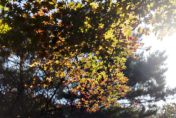 포토 JPG 주간 나무 로우앵글 여행 단풍 자연 단풍나무 한국 풍경 사람없음 야외 관광지 햇빛 제주도 가을 숲 한라산 국내여행 제주도여행 국내포토 자연요소 식물 계절 아시아 뷰포인트 잎 산 태양 생태계 파일형식