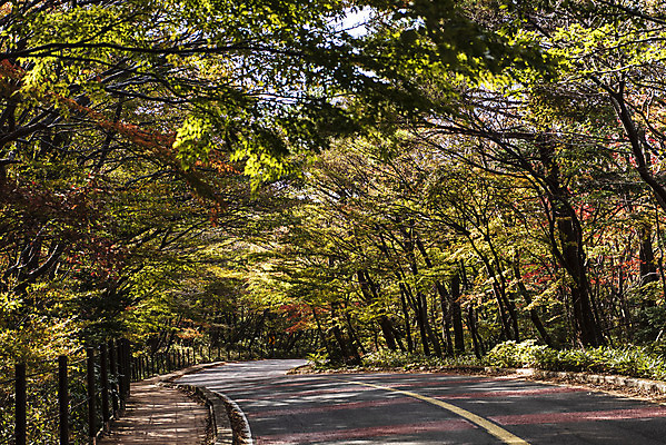 포토 JPG 주간 나무 도로 여행 단풍 자연 단풍나무 한국 풍경 사람없음 야외 관광지 제주도 가을 숲 데크 한라산 국내여행 제주도여행 국내포토 자연요소 식물 계절 아시아 길 잎 교통시설 산 생태계 파일형식