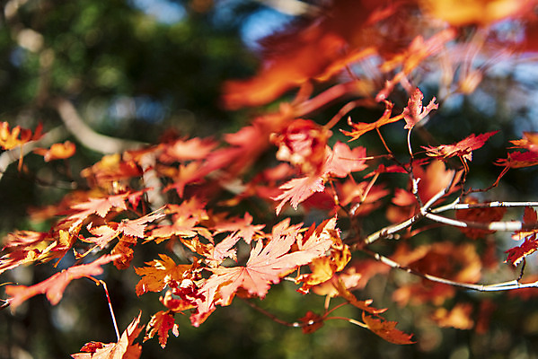 포토 JPG 주간 나무 여행 단풍 낙엽 자연 단풍나무 한국 풍경 근접촬영 사람없음 야외 관광지 제주도 가을 숲 한라산 국내여행 제주도여행 국내포토 자연요소 식물 계절 아시아 뷰포인트 잎 산 생태계 파일형식