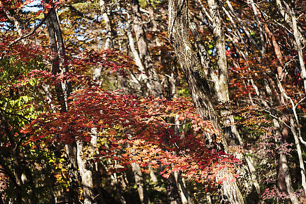 포토 JPG 주간 나무 여행 단풍 자연 단풍나무 한국 풍경 사람없음 야외 관광지 제주도 가을 숲 한라산 국내여행 제주도여행 국내포토 자연요소 식물 계절 아시아 잎 산 생태계 파일형식