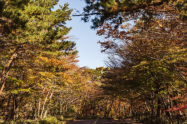 포토 JPG 주간 나무 도로 여행 단풍 자연 하늘 단풍나무 한국 풍경 사람없음 야외 관광지 제주도 가을 숲 한라산 국내여행 제주도여행 국내포토 자연요소 식물 계절 아시아 길 잎 교통시설 산 생태계 파일형식
