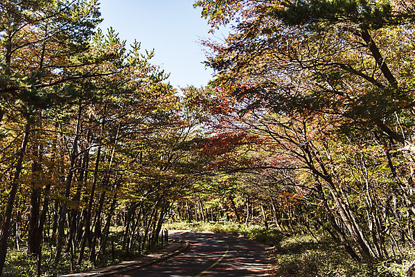 포토 JPG 주간 나무 도로 여행 단풍 자연 하늘 단풍나무 한국 풍경 사람없음 야외 관광지 제주도 가을 숲 한라산 국내여행 제주도여행 국내포토 자연요소 식물 계절 아시아 길 잎 교통시설 산 생태계 파일형식