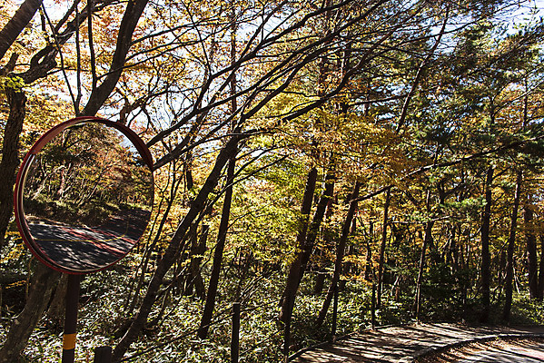 포토 JPG 주간 나무 여행 단풍 자연 단풍나무 한국 풍경 사람없음 야외 관광지 제주도 가을 숲 데크 반사경 한라산 국내여행 제주도여행 국내포토 자연요소 식물 계절 아시아 잎 산 생태계 파일형식