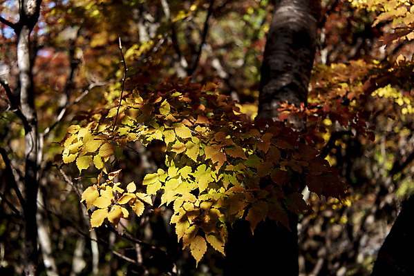 포토 JPG 주간 나무 여행 단풍 자연 단풍나무 한국 풍경 근접촬영 사람없음 야외 관광지 제주도 가을 숲 한라산 국내여행 제주도여행 국내포토 자연요소 식물 계절 아시아 뷰포인트 잎 산 생태계 파일형식