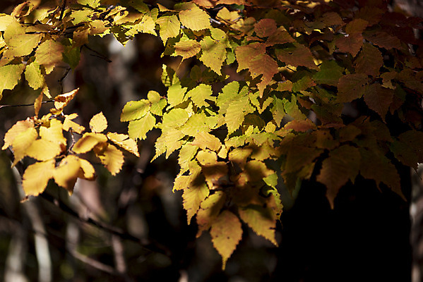 포토 JPG 주간 나무 여행 단풍 자연 단풍나무 한국 풍경 근접촬영 사람없음 야외 관광지 제주도 가을 숲 한라산 국내여행 제주도여행 국내포토 자연요소 식물 계절 아시아 뷰포인트 잎 산 생태계 파일형식