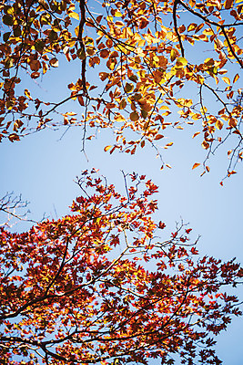 포토 JPG 주간 나무 로우앵글 여행 단풍 자연 하늘 단풍나무 한국 풍경 사람없음 야외 관광지 제주도 가을 숲 한라산 국내여행 제주도여행 국내포토 자연요소 식물 계절 아시아 뷰포인트 잎 산 생태계 파일형식