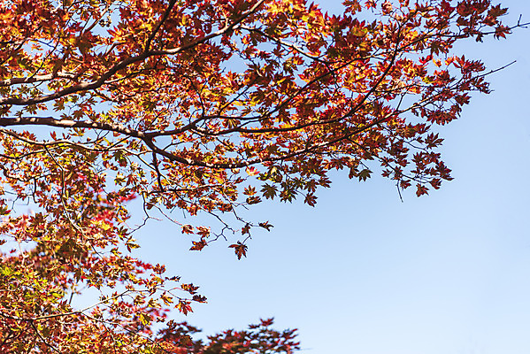 포토 JPG 주간 나무 로우앵글 여행 단풍 자연 하늘 단풍나무 한국 풍경 사람없음 야외 관광지 제주도 가을 숲 한라산 국내여행 제주도여행 국내포토 자연요소 식물 계절 아시아 뷰포인트 잎 산 생태계 파일형식