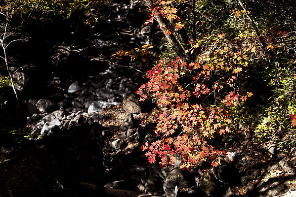포토 JPG 주간 나무 여행 단풍 자연 단풍나무 한국 풍경 사람없음 야외 관광지 제주도 가을 숲 한라산 국내여행 제주도여행 국내포토 자연요소 식물 계절 아시아 잎 산 생태계 파일형식