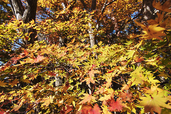 포토 JPG 주간 나무 여행 단풍 자연 단풍나무 한국 풍경 근접촬영 사람없음 야외 관광지 제주도 가을 숲 한라산 국내여행 제주도여행 국내포토 자연요소 식물 계절 아시아 뷰포인트 잎 산 생태계 파일형식