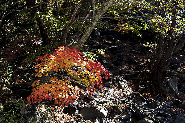 포토 JPG 주간 나무 여행 단풍 자연 단풍나무 한국 풍경 사람없음 야외 관광지 제주도 가을 숲 한라산 국내여행 제주도여행 국내포토 자연요소 식물 계절 아시아 잎 산 생태계 파일형식