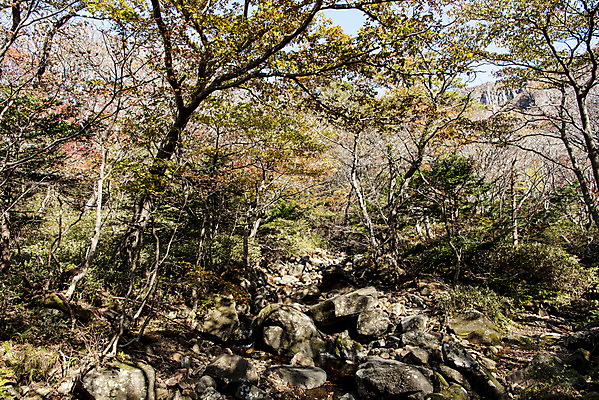 포토 JPG 주간 나무 여행 단풍 자연 단풍나무 한국 풍경 사람없음 야외 관광지 제주도 가을 숲 한라산 국내여행 제주도여행 영실탐방로 국내포토 자연요소 식물 계절 아시아 잎 산 생태계 파일형식 탐방로