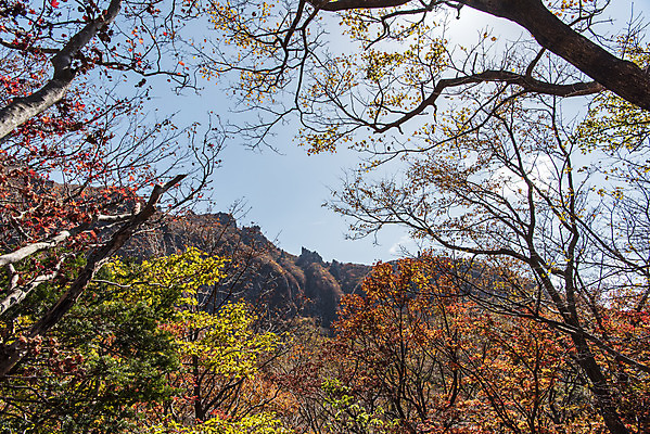 포토 JPG 주간 나무 여행 단풍 자연 하늘 단풍나무 한국 풍경 사람없음 야외 관광지 제주도 가을 숲 한라산 국내여행 제주도여행 영실탐방로 국내포토 자연요소 식물 계절 아시아 잎 산 생태계 파일형식 탐방로