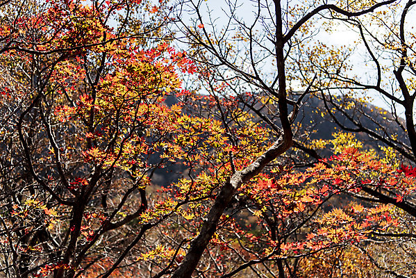 포토 JPG 주간 나무 여행 단풍 자연 단풍나무 한국 풍경 사람없음 야외 관광지 제주도 가을 숲 한라산 국내여행 제주도여행 영실탐방로 국내포토 자연요소 식물 계절 아시아 잎 산 생태계 파일형식 탐방로