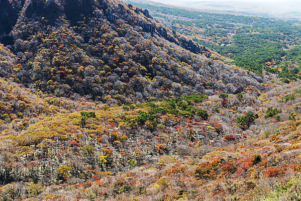 포토 JPG 주간 여행 단풍 자연 단풍나무 한국 풍경 사람없음 야외 관광지 제주도 가을 숲 한라산 국내여행 제주도여행 영실탐방로 오백나한 국내포토 자연요소 나무 계절 아시아 잎 불교 산 생태계 파일형식 탐방로