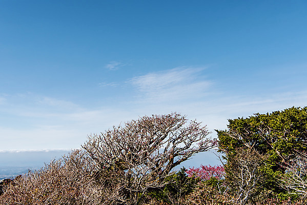 포토 JPG 주간 나무 구름 바다 여행 자연 하늘 한국 풍경 사람없음 야외 관광지 제주도 가을 숲 한라산 구상나무 국내여행 제주도여행 수평선 영실탐방로 국내포토 자연요소 식물 계절 아시아 산 생태계 파일형식 탐방로
