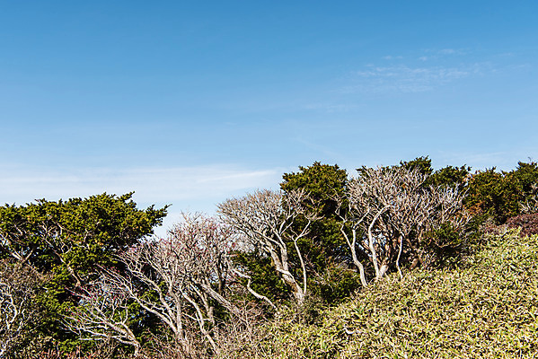 포토 JPG 주간 나무 여행 자연 하늘 한국 풍경 사람없음 야외 관광지 제주도 가을 숲 한라산 구상나무 국내여행 제주도여행 영실탐방로 조릿대 국내포토 자연요소 식물 계절 아시아 산 생태계 파일형식 탐방로