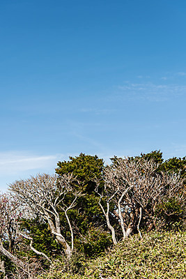 포토 JPG 주간 나무 구름 여행 자연 하늘 한국 풍경 사람없음 야외 관광지 제주도 가을 숲 한라산 구상나무 국내여행 제주도여행 영실탐방로 조릿대 국내포토 자연요소 식물 계절 아시아 산 생태계 파일형식 탐방로