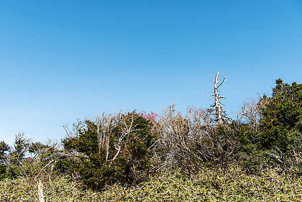 포토 JPG 주간 나무 여행 자연 하늘 한국 풍경 사람없음 야외 관광지 제주도 가을 숲 한라산 구상나무 국내여행 제주도여행 영실탐방로 조릿대 국내포토 자연요소 식물 계절 아시아 산 생태계 파일형식 탐방로