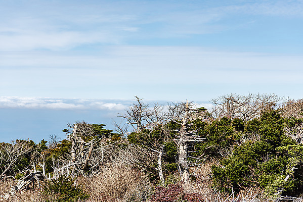 포토 JPG 주간 나무 구름 여행 자연 하늘 한국 풍경 사람없음 야외 관광지 제주도 가을 숲 한라산 구상나무 국내여행 제주도여행 영실탐방로 국내포토 자연요소 식물 계절 아시아 산 생태계 파일형식 탐방로