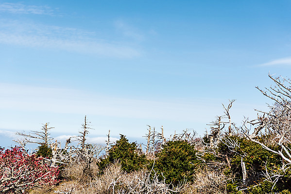 포토 JPG 주간 나무 구름 여행 자연 하늘 한국 풍경 사람없음 야외 관광지 제주도 가을 숲 한라산 구상나무 국내여행 제주도여행 영실탐방로 국내포토 자연요소 식물 계절 아시아 산 생태계 파일형식 탐방로