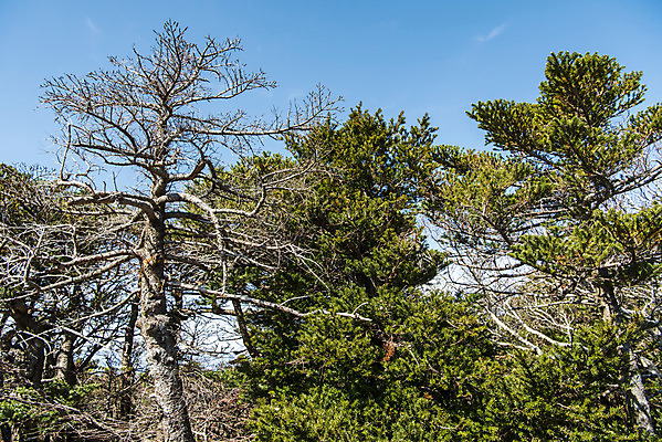 포토 JPG 주간 나무 여행 자연 하늘 한국 풍경 사람없음 야외 관광지 제주도 가을 숲 한라산 구상나무 국내여행 제주도여행 영실탐방로 국내포토 자연요소 식물 계절 아시아 산 생태계 파일형식 탐방로