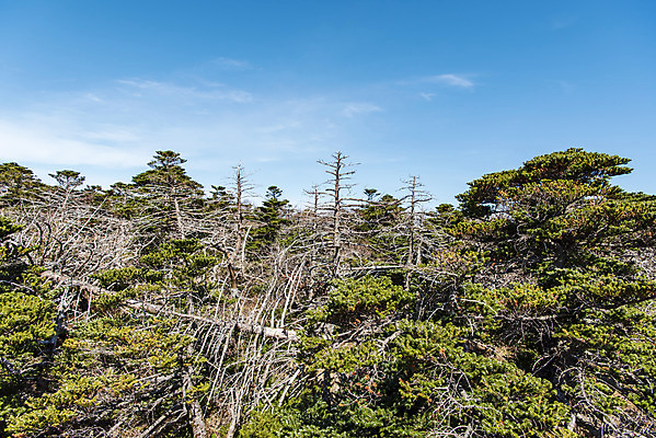포토 JPG 주간 구름 여행 자연 하늘 한국 풍경 사람없음 야외 관광지 제주도 가을 숲 한라산 구상나무 국내여행 제주도여행 영실탐방로 국내포토 자연요소 나무 계절 아시아 산 생태계 파일형식 탐방로