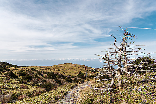 포토 JPG 주간 구름 여행 자연 하늘 한국 풍경 사람없음 야외 관광지 제주도 가을 오름 등산로 한라산 구상나무 국내여행 제주도여행 조릿대 어리목탐방로 국내포토 자연요소 나무 식물 계절 아시아 산 등산 생태계 파일형식 탐방로