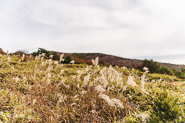 포토 JPG 주간 구름 여행 자연 하늘 한국 풍경 사람없음 야외 관광지 제주도 가을 억새 오름 한라산 국내여행 제주도여행 어리목탐방로 국내포토 자연요소 식물 계절 아시아 산 생태계 파일형식 탐방로