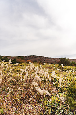 포토 JPG 주간 구름 여행 자연 하늘 한국 풍경 사람없음 야외 관광지 제주도 가을 억새 오름 한라산 국내여행 제주도여행 어리목탐방로 국내포토 자연요소 식물 계절 아시아 산 생태계 파일형식 탐방로