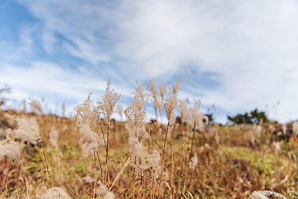 포토 JPG 주간 구름 여행 자연 하늘 한국 풍경 근접촬영 사람없음 야외 관광지 제주도 가을 억새 한라산 국내여행 제주도여행 어리목탐방로 국내포토 자연요소 식물 계절 아시아 뷰포인트 산 생태계 파일형식 탐방로