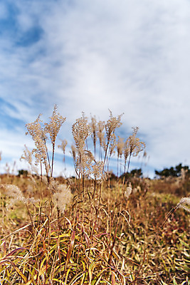 포토 JPG 주간 구름 여행 자연 하늘 한국 풍경 근접촬영 사람없음 야외 관광지 제주도 가을 억새 한라산 국내여행 제주도여행 어리목탐방로 국내포토 자연요소 식물 계절 아시아 뷰포인트 산 생태계 파일형식 탐방로