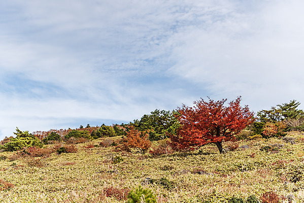 포토 JPG 주간 구름 여행 단풍 자연 하늘 단풍나무 한국 풍경 사람없음 야외 관광지 제주도 가을 숲 한라산 국내여행 제주도여행 어리목탐방로 국내포토 자연요소 나무 계절 아시아 잎 산 생태계 파일형식 탐방로