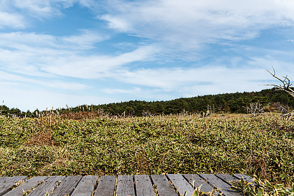 포토 JPG 주간 구름 여행 자연 하늘 한국 풍경 사람없음 야외 관광지 제주도 가을 데크 한라산 국내여행 제주도여행 조릿대 어리목탐방로 국내포토 자연요소 식물 계절 아시아 산 생태계 파일형식 탐방로