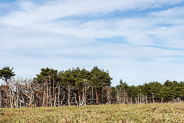 포토 JPG 주간 나무 구름 여행 자연 하늘 한국 풍경 사람없음 야외 관광지 제주도 가을 숲 한라산 구상나무 국내여행 제주도여행 조릿대 어리목탐방로 국내포토 자연요소 식물 계절 아시아 산 생태계 파일형식 탐방로