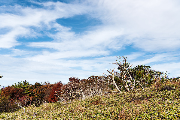 포토 JPG 주간 나무 구름 여행 단풍 자연 하늘 단풍나무 한국 풍경 사람없음 야외 관광지 제주도 가을 숲 한라산 구상나무 국내여행 제주도여행 어리목탐방로 국내포토 자연요소 식물 계절 아시아 잎 산 생태계 파일형식 탐방로
