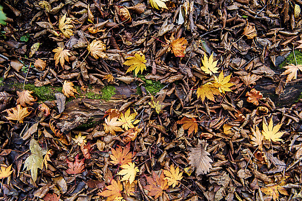 포토 JPG 주간 여행 단풍 낙엽 자연 단풍나무 한국 풍경 근접촬영 사람없음 야외 관광지 제주도 가을 숲 한라산 국내여행 제주도여행 어리목탐방로 국내포토 자연요소 나무 계절 아시아 뷰포인트 잎 산 생태계 파일형식 탐방로